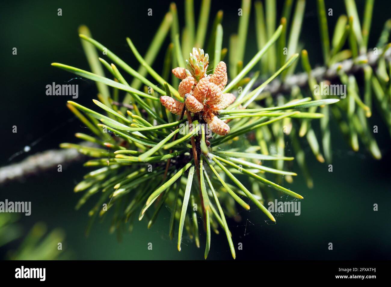 Jack pine, grey pine, scrub pine, Banks-Kiefer, Pinus banksiana, Banks-fenyő Stock Photo