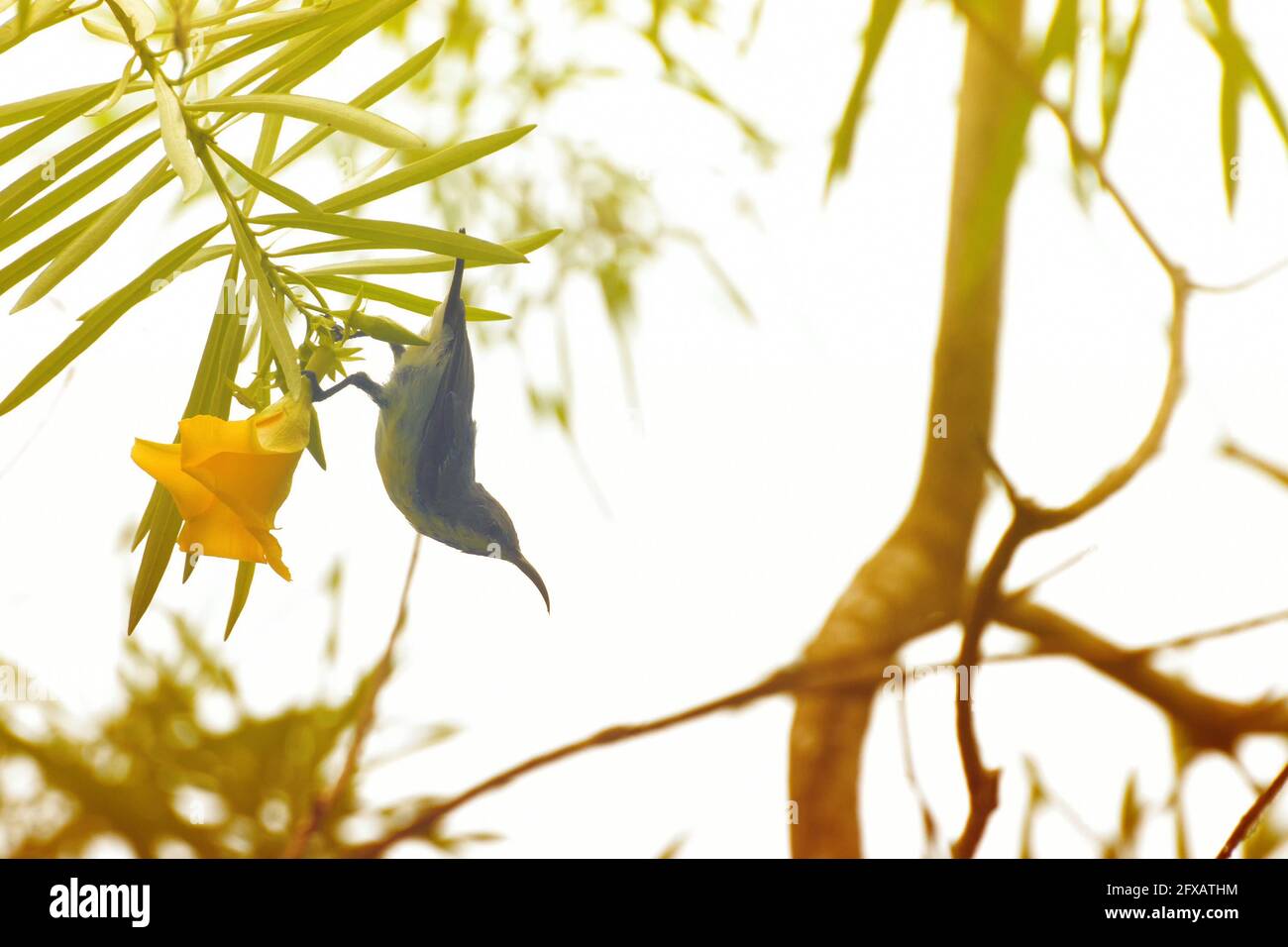 The purple sunbird , Cinnyris asiaticus, a small sunbird. Sucking