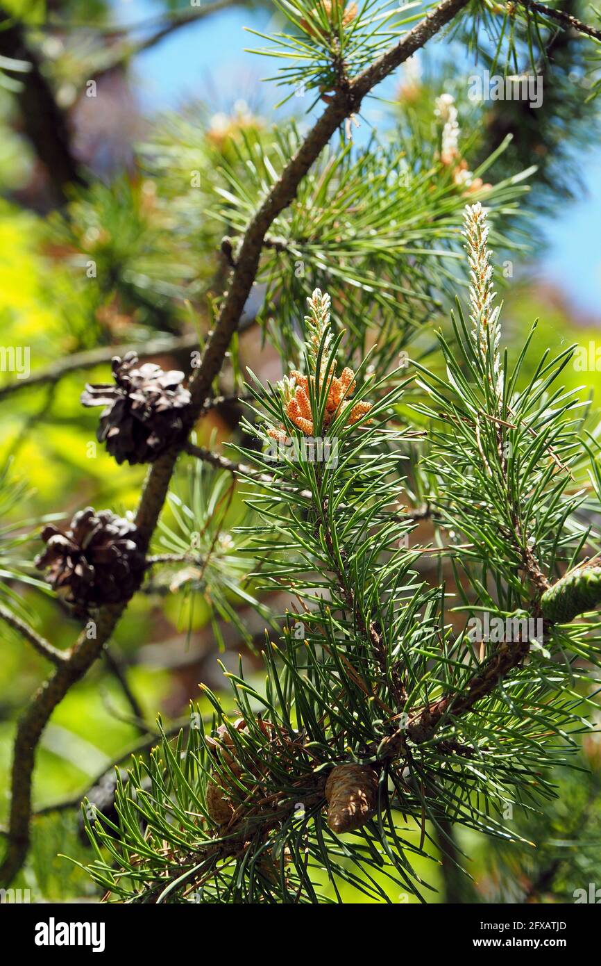Jack pine, grey pine, scrub pine, Banks-Kiefer, Pinus banksiana, Banks-fenyő Stock Photo