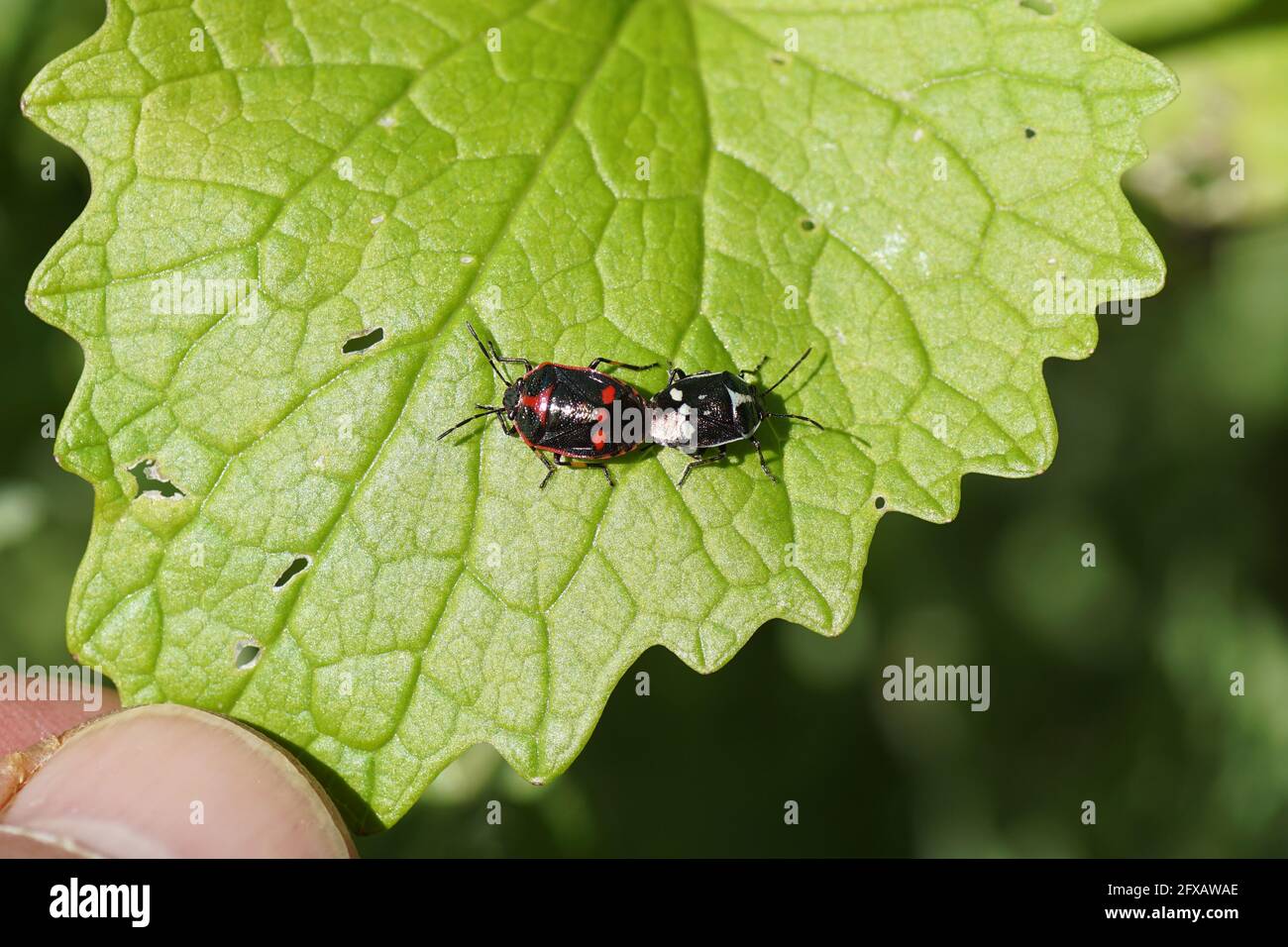 Cabbage bugs, brassica shieldbugs (Eurydema oleracea) of the family