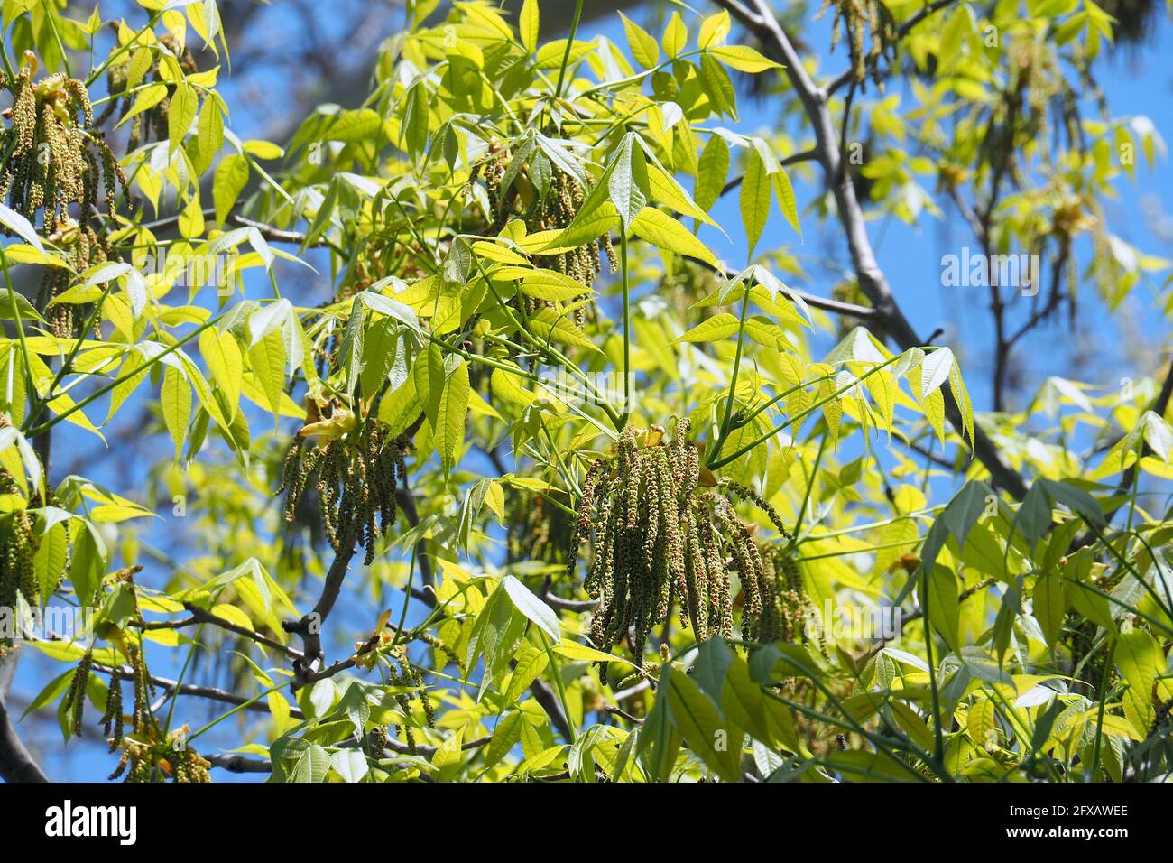 shagbark hickory, Carya ovata, fehér hikoridió Stock Photo Alamy
