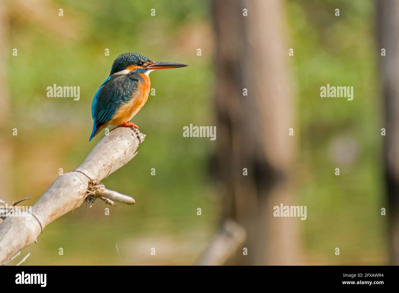 The common kingfisher (Alcedo atthis) also known as the Eurasian kingfisher, and river kingfisher sitting on tree in morning light. Shot at Kolkata, C Stock Photo