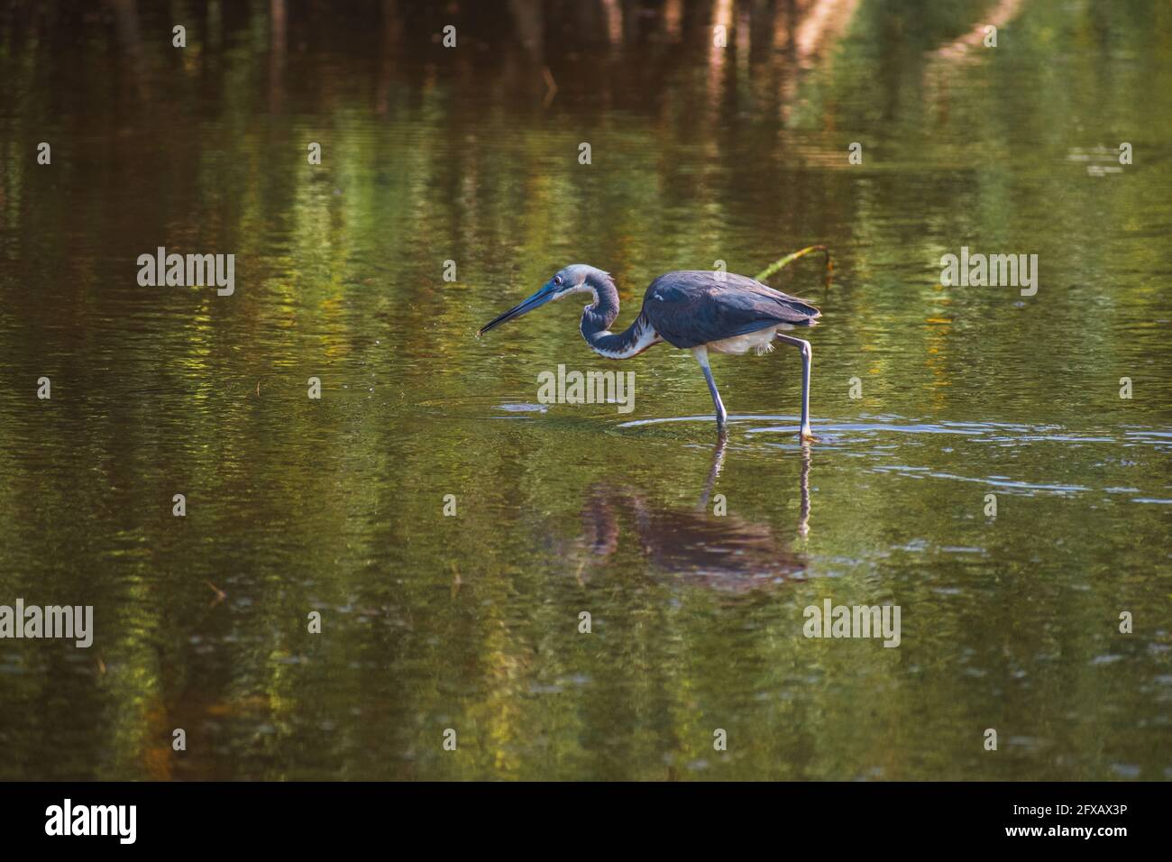 Tricolored Heron wading at a Tampa, Florida wildlife/nature preserve. Stock Photo