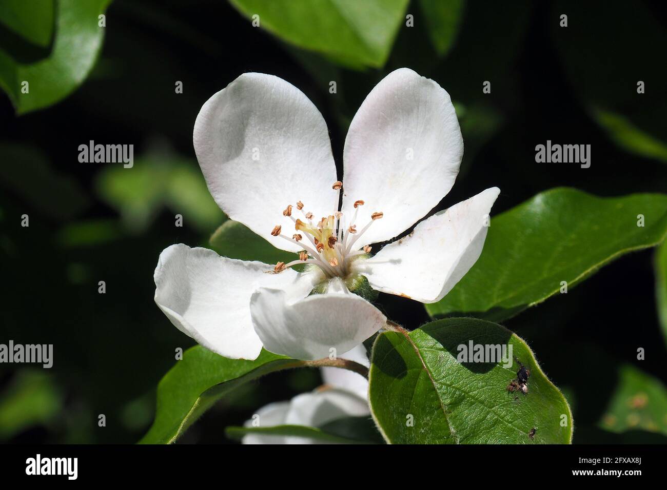 Quince, Quitte, Cydonia oblonga, birs, Budapest, Hungary, Magyarország, Europe Stock Photo