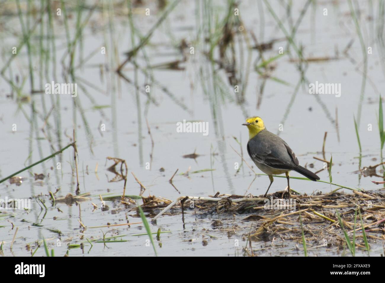 Yellow wagtail bird, scientific name - Motacilla flava, sitting on wetland ground. It is the early winter bird of India. Stock image shot at daytime, Stock Photo
