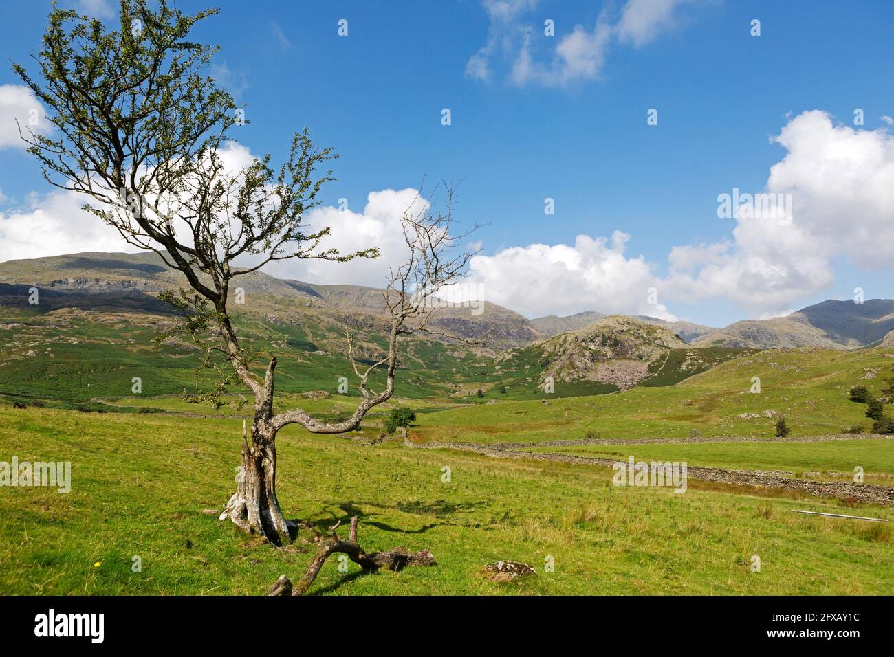 Tree in a field below the Old Man of Coniston in Cumbria, England. Stock Photo