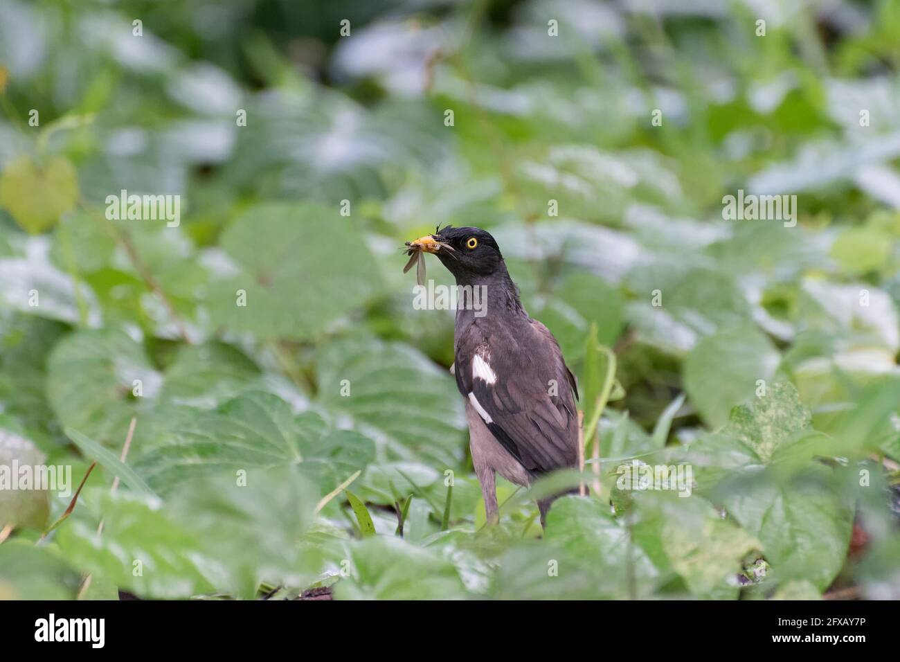 Common Bird, Indian Myna eating insect in green bush at morning