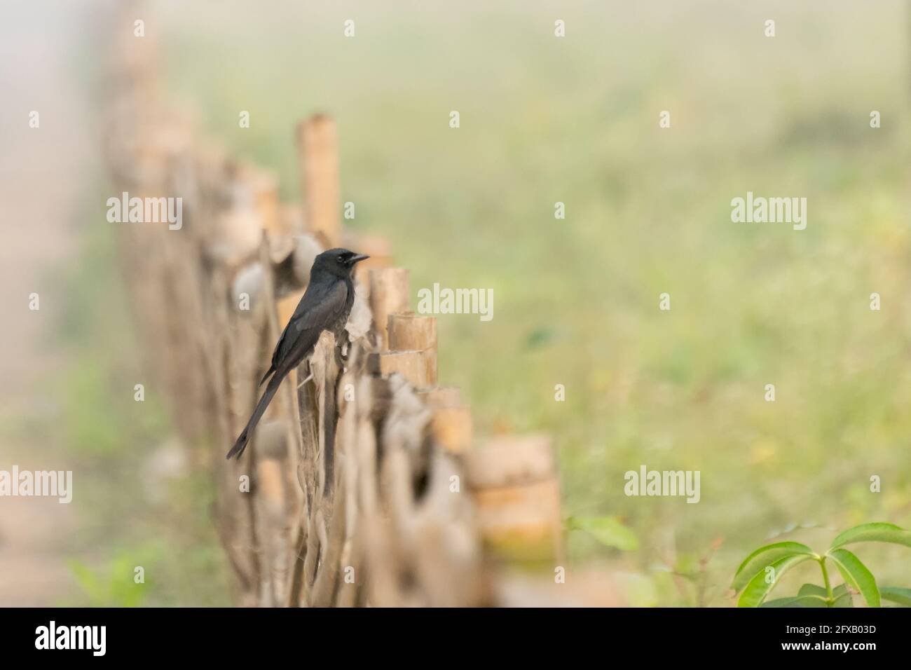 Little Pied cormorant (Microcarbo melanoleucos), bird sitting on fence - image with copyspace Stock Photo