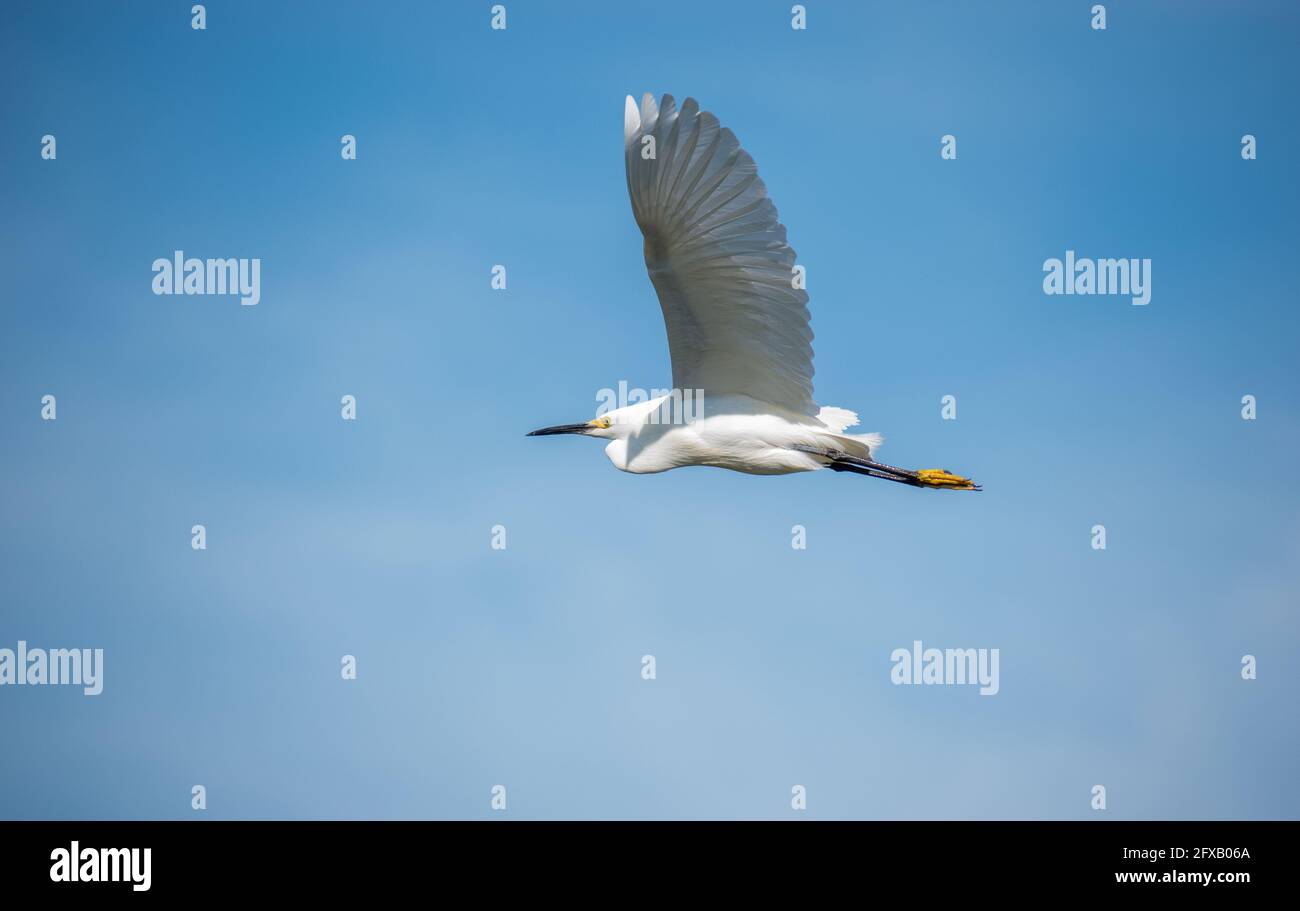 A photo of a Snowy Egret flying by at a florida nature and wildlife preserve, in Tampa. Stock Photo