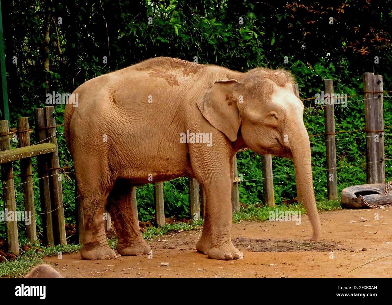 Borneo Pygmy Elephant (Elephas borneensis) captive adult female in enclosure Sabah, Borneo January Stock Photo