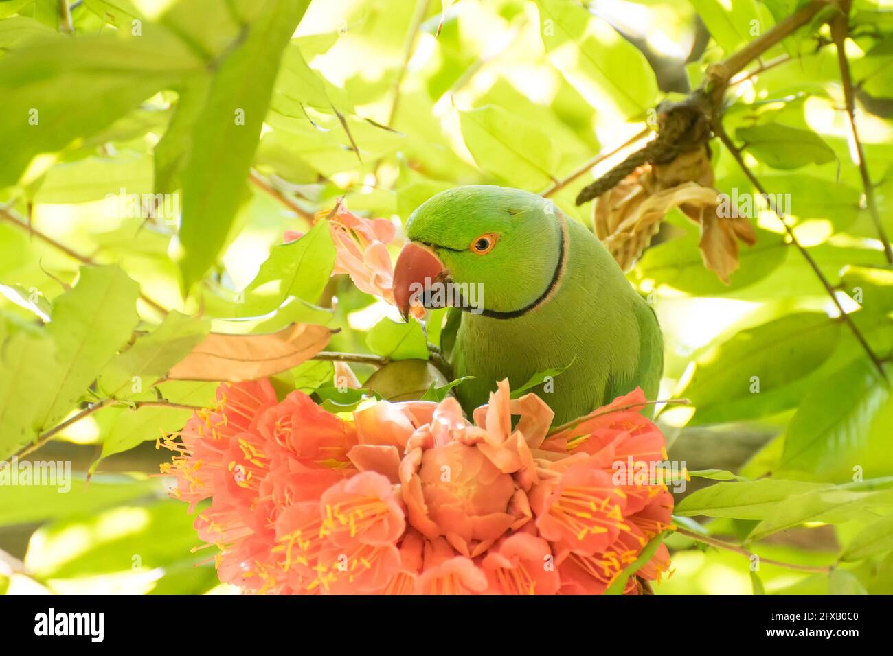 Roseringed parakeet (Psittacula krameri) bird, known as the ring