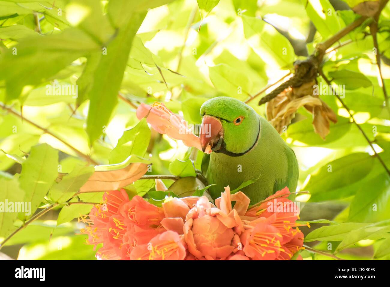 Roseringed parakeet (Psittacula krameri) bird, known as the ring