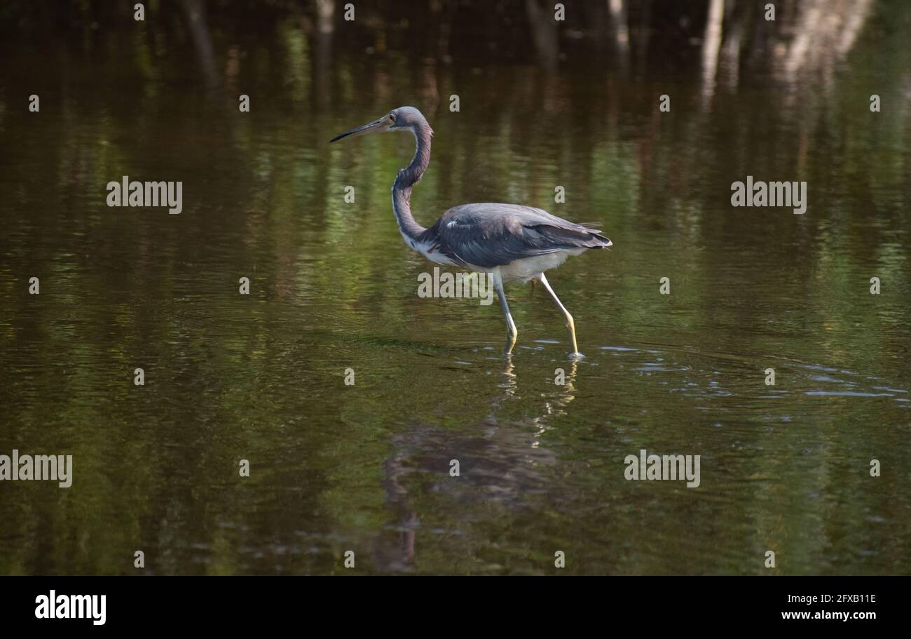 Tricolored Heron wading at a Tampa, Florida wildlife/nature preserve. Stock Photo
