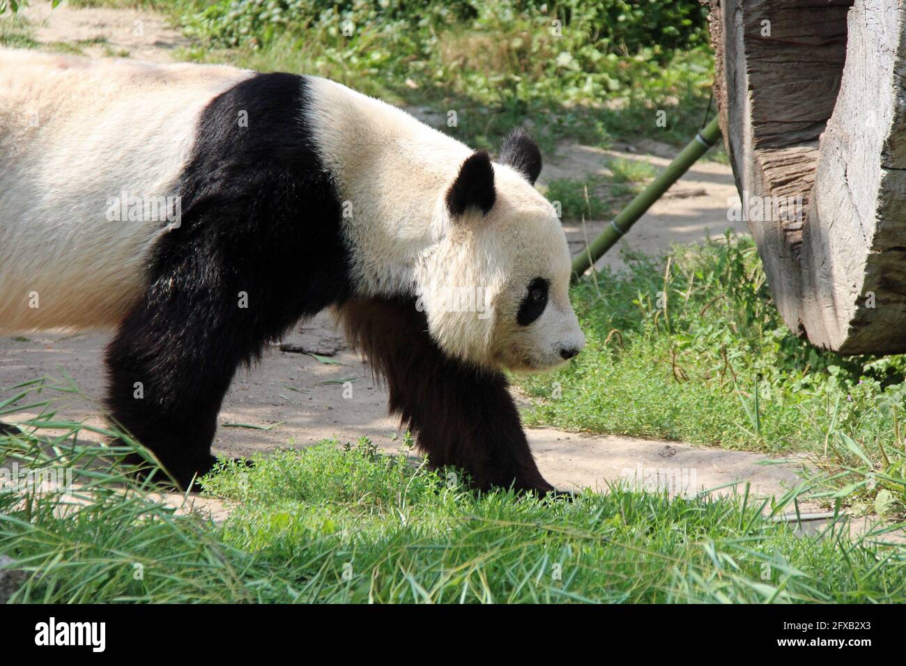 Giant Panda In A Zoo In Vienna Austria Stock Photo Alamy
