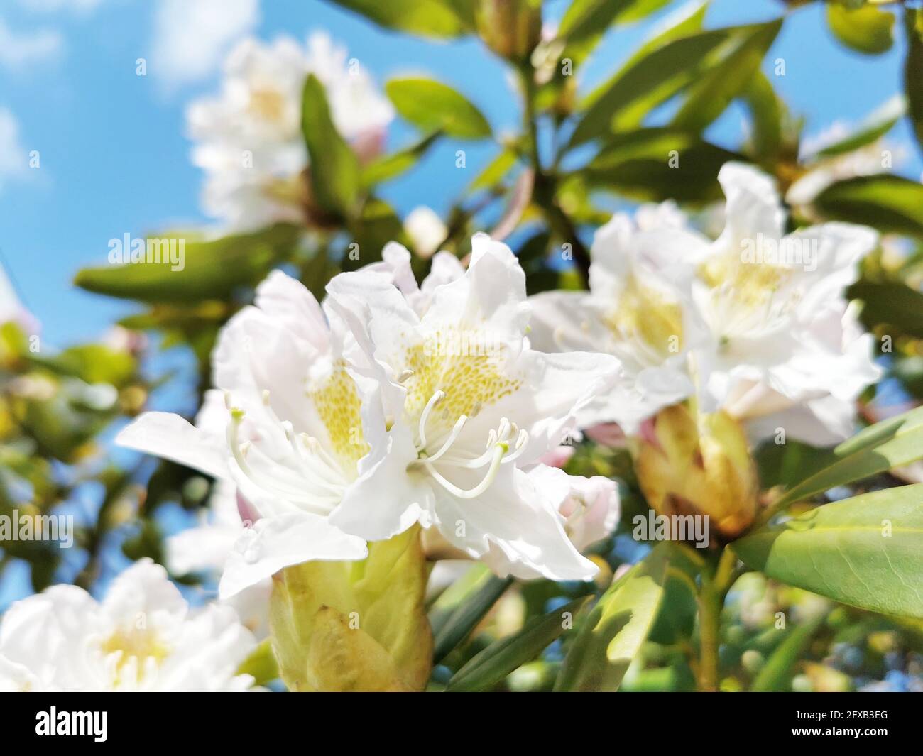 Closeup shot of a great rhododendron blossoms Stock Photo