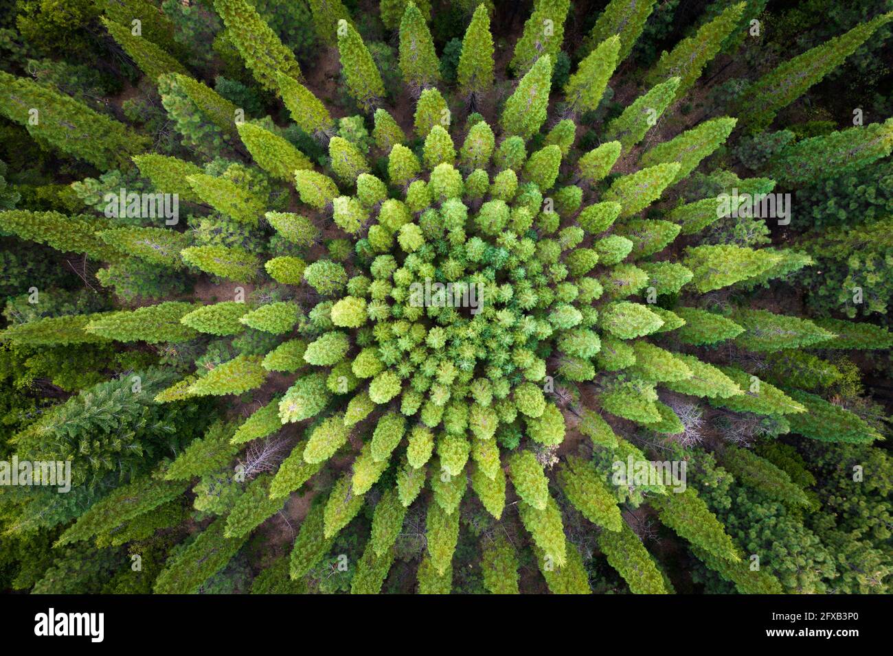 Amazing and unique tree circle in a California pine forest. Stock Photo