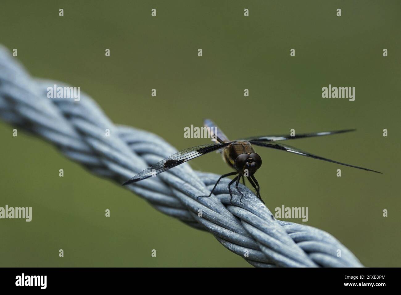 Bug on twisted wire hi-res stock photography and images - Alamy