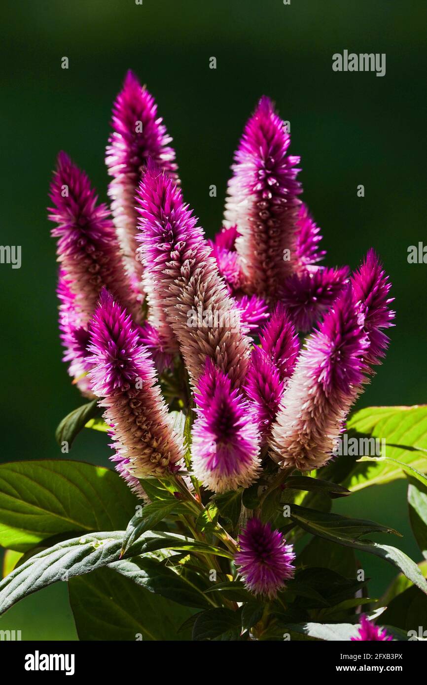 Dragons Breath High Resolution Stock Photography And Images Alamy Dragons Breath High Resolution Stock Photography And Images Alamy