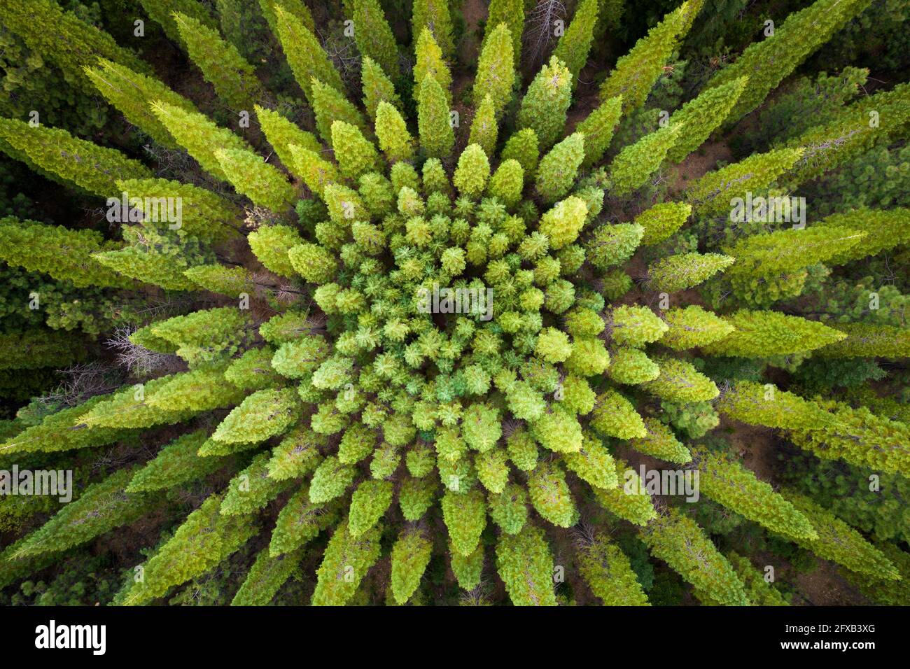 Amazing and unique tree circle in a California pine forest. Stock Photo