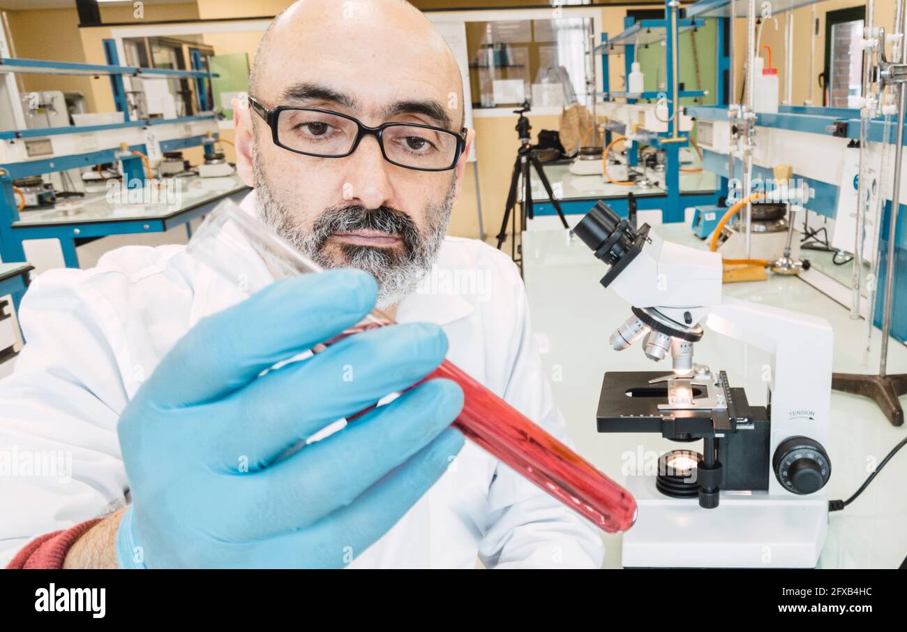 Male scientist researcher in his 50's in a lab coat with test tubes and microscope in a laboratory. Basque Country, Spain, Europe. Stock Photo
