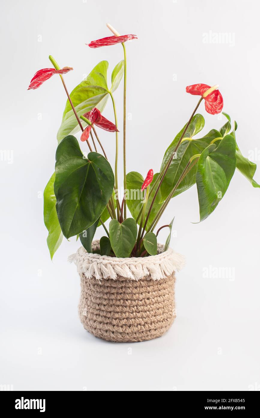 Natural textile. Interior design.A flower in a decorative pot made