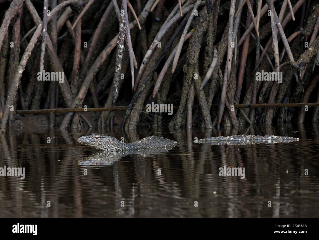 South-east Asian Water Monitor (Varanus salvator macromaculatus) adult swimming in river Sabah, Borneo            January Stock Photo