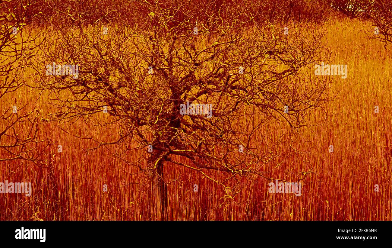 Orange abstract background Stock Photo - Alamy