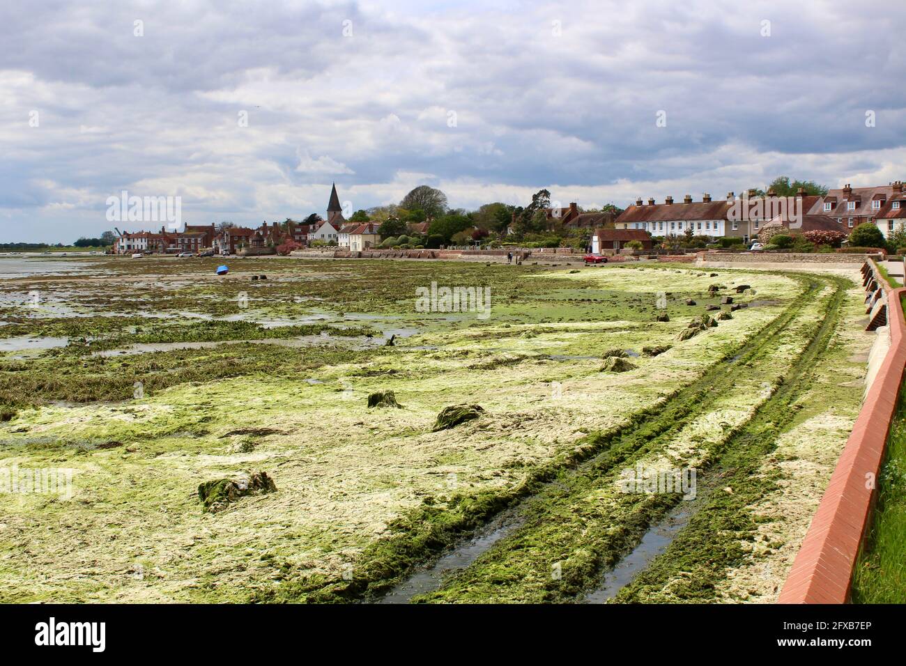 Bosham Harbour with church in the background. The foreshore road has been covered with green seaweed after particularly high tide. Car tracks visible. Stock Photo