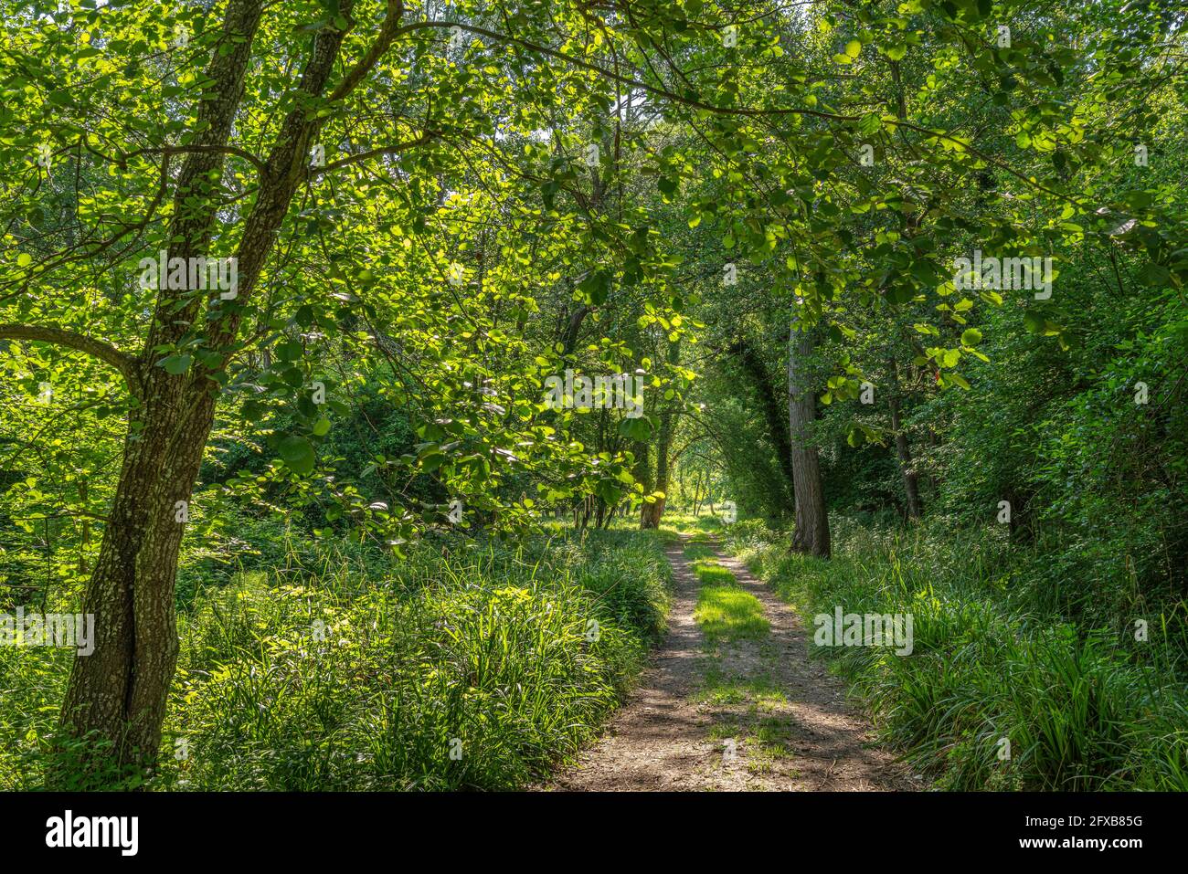 Path in the green summer forest illuminated by a sunny summer day. Play of light and shadow. Abruzzo, Italy, Europe Stock Photo
