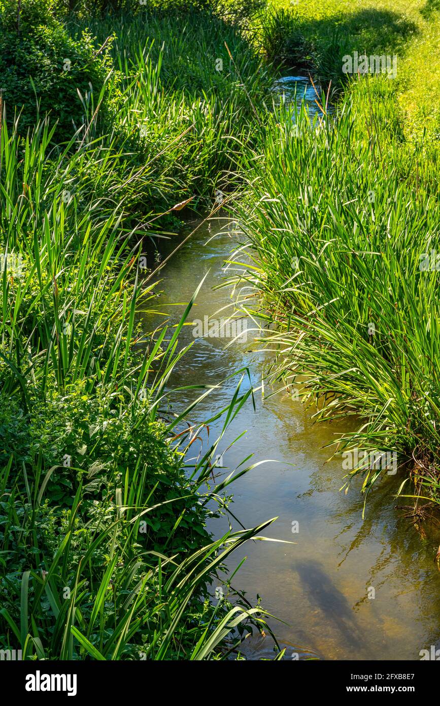 small streams flow quietly between tall grass and aquatic vegetation on a sunny summer day. Abruzzo, Italy, Europe Stock Photo