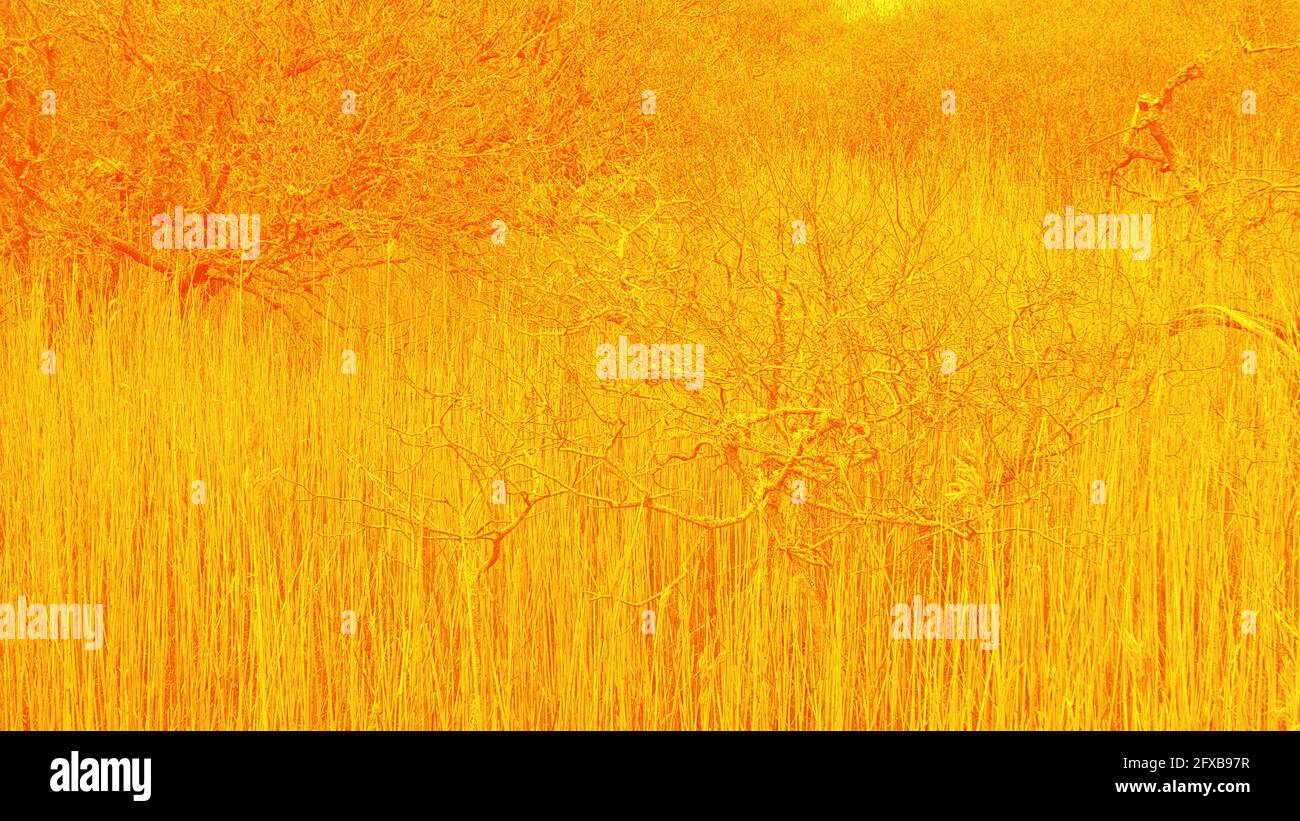 Colourful branch textures Stock Photo - Alamy