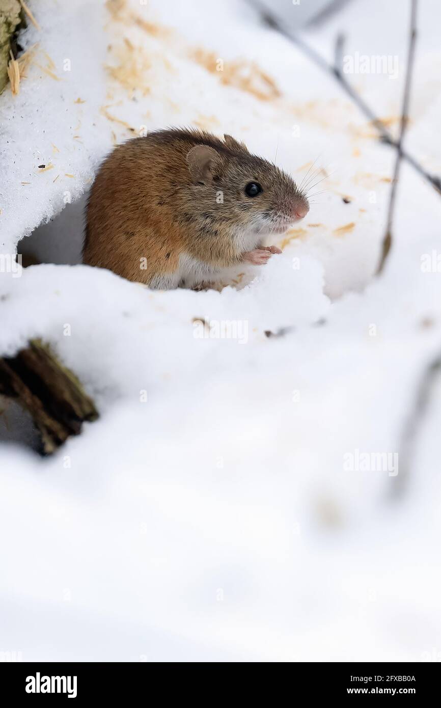 striped field mouse Stock Photo - Alamy