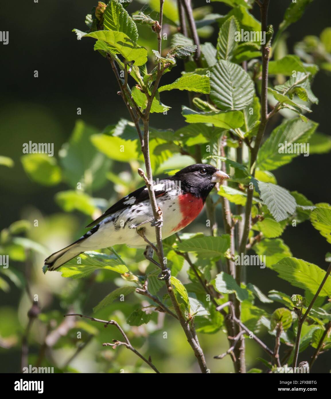 Pheucticus ludovicianus  Rose-Breasted Grosbeak Stock Photo