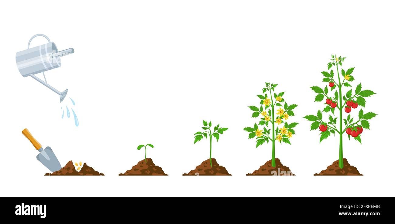 Tomato growth. Stages of plant seeding, flowering and fruiting. Vegetable green sprout grow. Agriculture planting process vector infographic Stock Vector