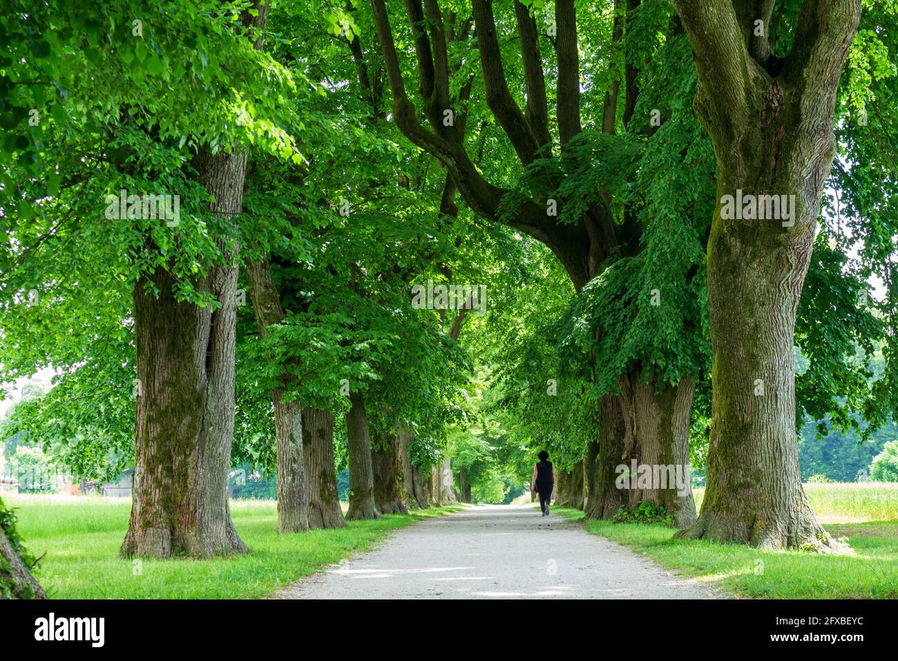 Woman having a walk in a Peaceful tree line country road with in spring with green leaves. Stock Photo