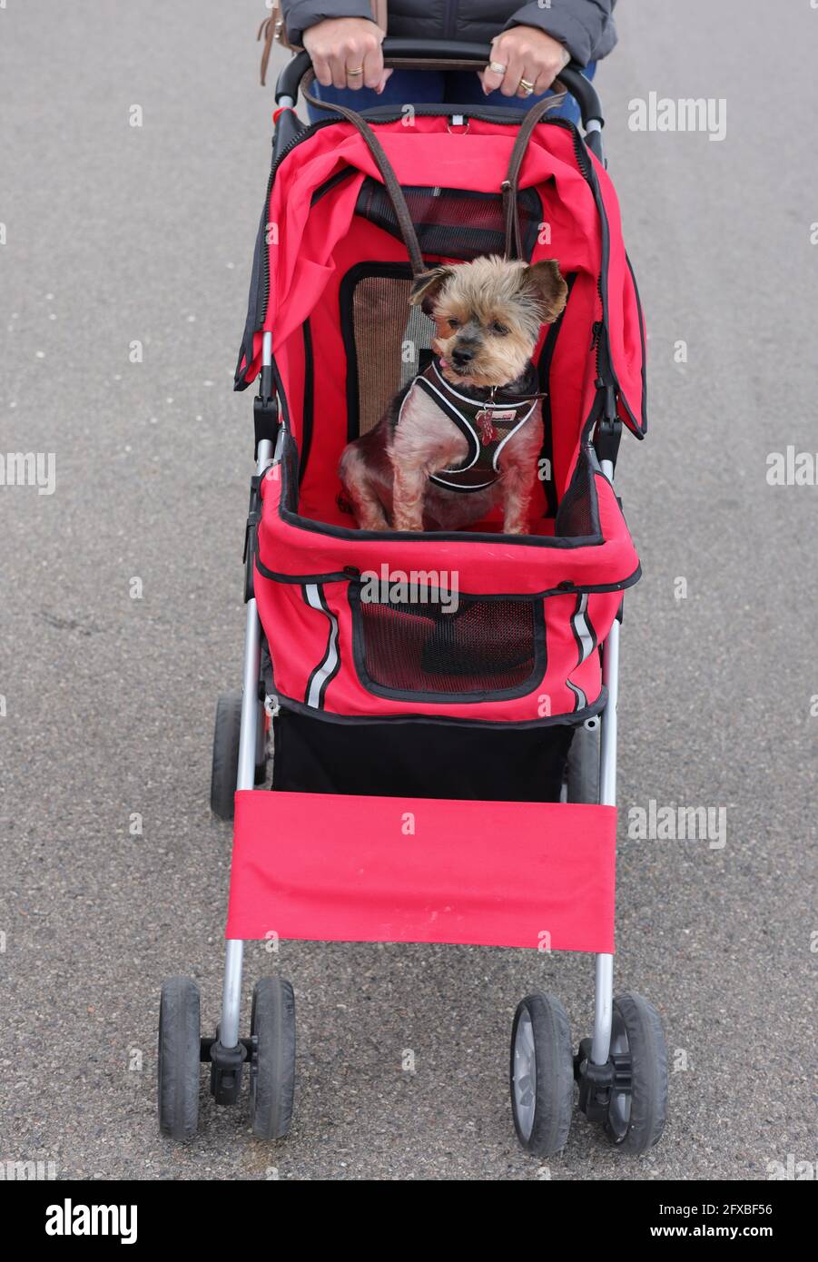 Dog buggy stroller hi res stock photography and images Alamy