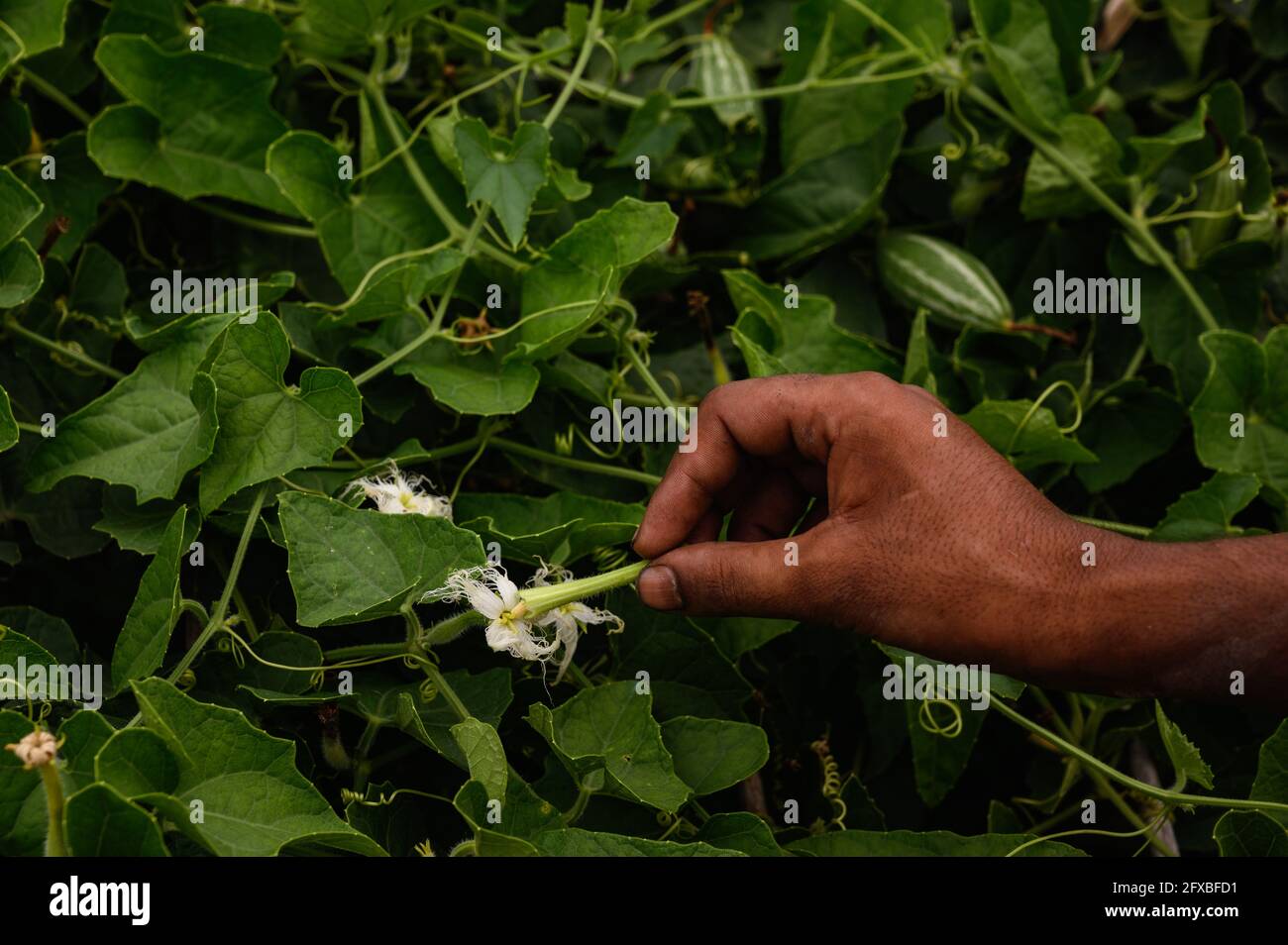 Farmers tie logs to their Pointed Gourd (Potol or Patol in Bengali