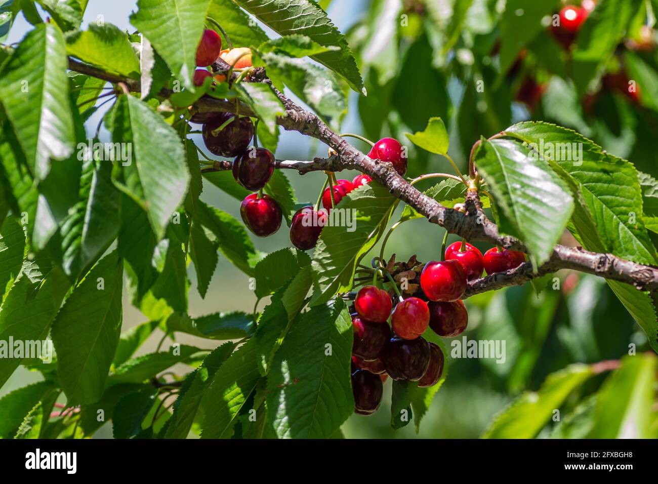 Ripe Cherry Fruits In The Tree Canopy On A Plantation In Novi Sad Serbia Stock Photo Alamy Ripe Cherry Fruits In The Tree Canopy On A Plantation In Novi Sad Serbia Stock Photo Alamy