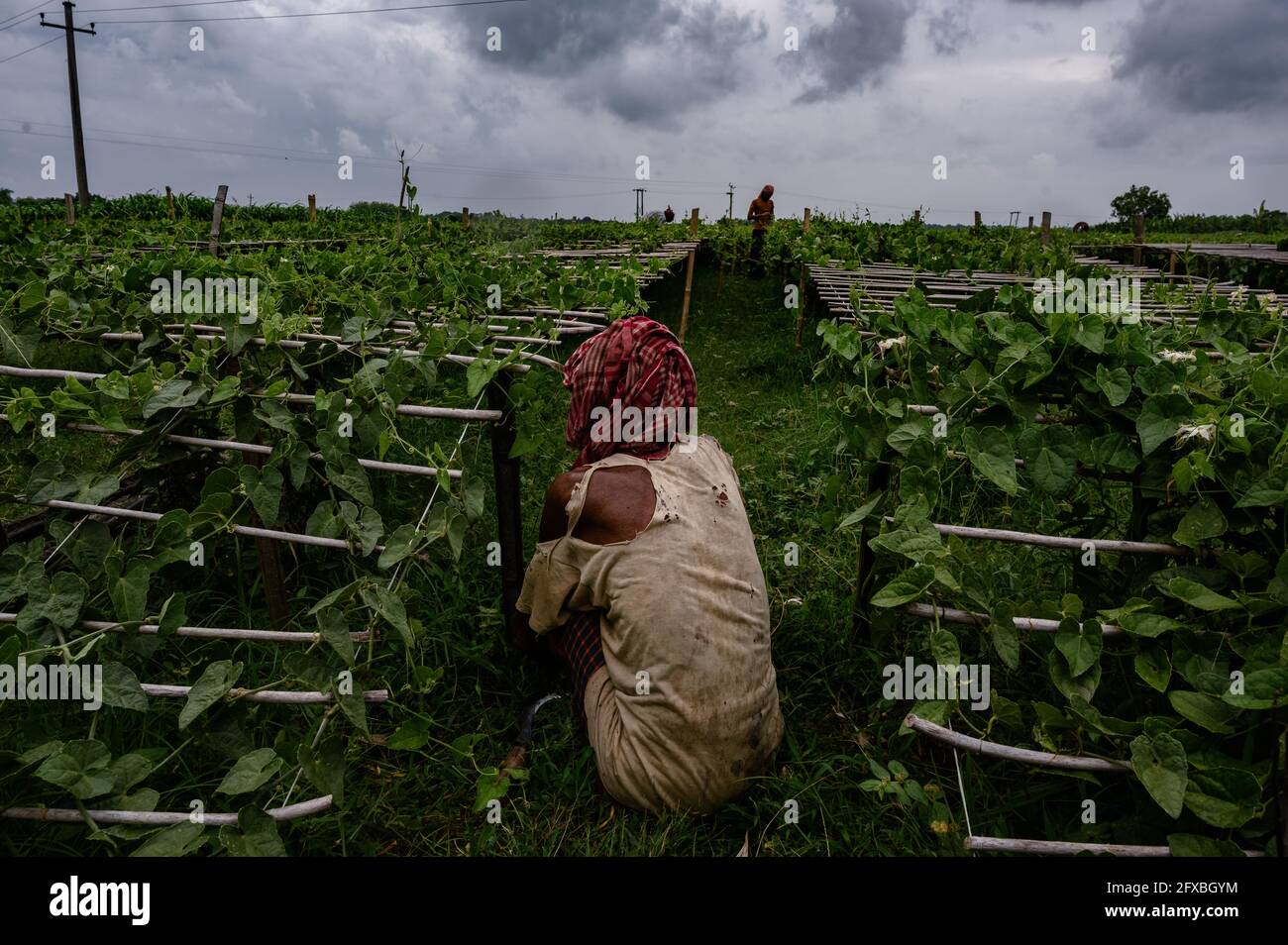 Farmers tie logs to their Pointed Gourd (Potol or Patol in Bengali