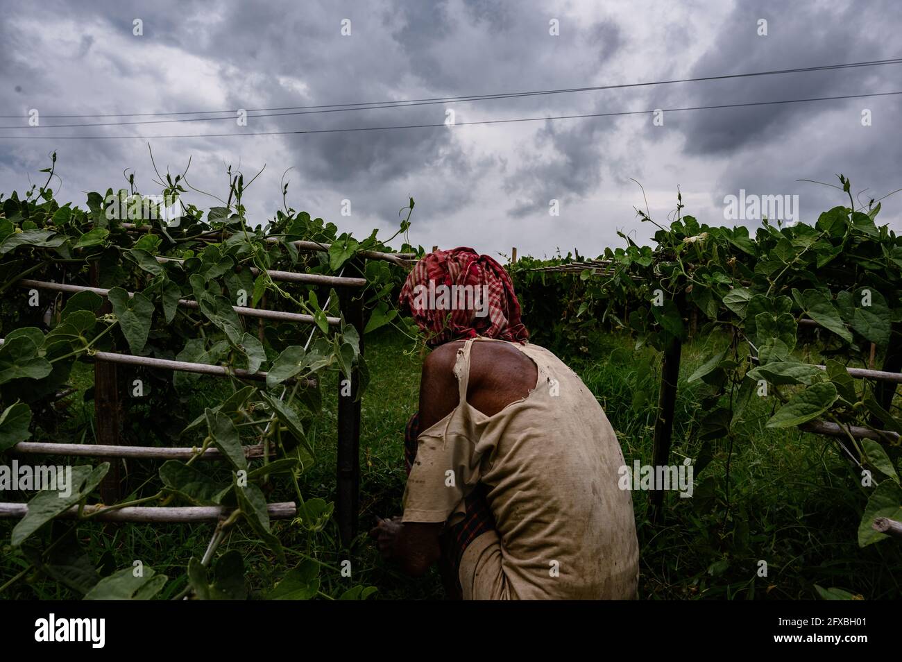 Farmers tie logs to their Pointed Gourd (Potol or Patol in Bengali