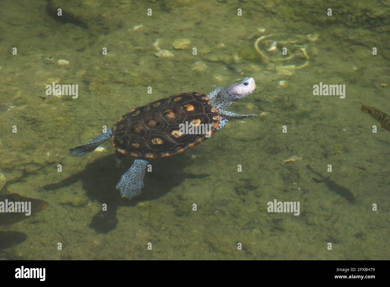 A Diamondback Terrapin floats in a small pond at a Tampa Bay conservation area. The Diamondback Terrapin is a threatened species of turtle. Stock Photo