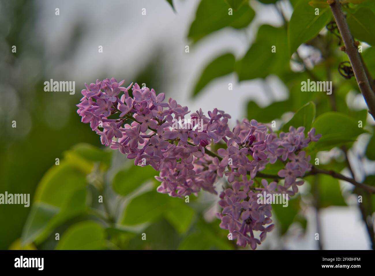 a flowering purple lilac with green leaves in spring Stock Photo - Alamy