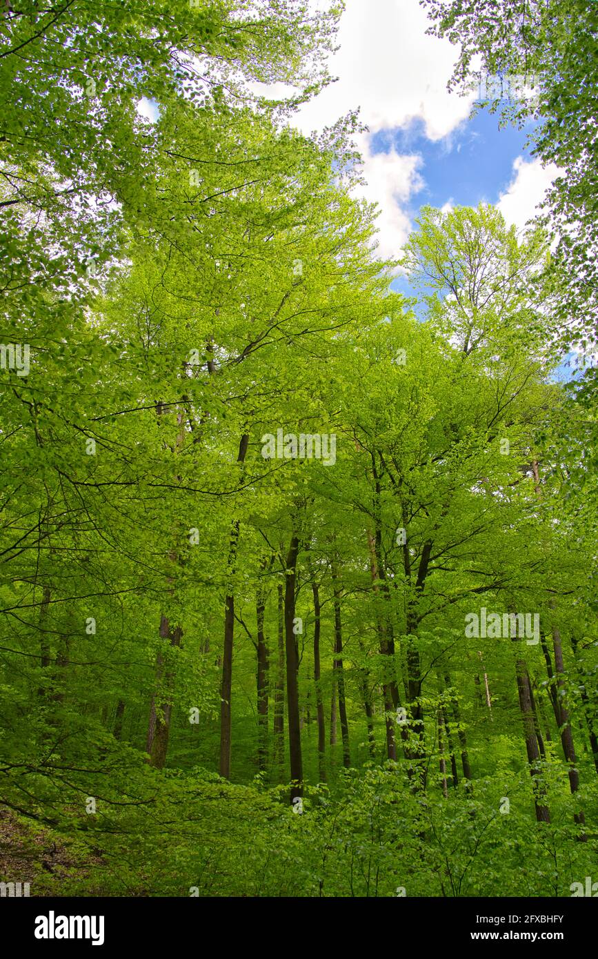 The Palatinate Forest in spring. Green trees and blue sky in the ...