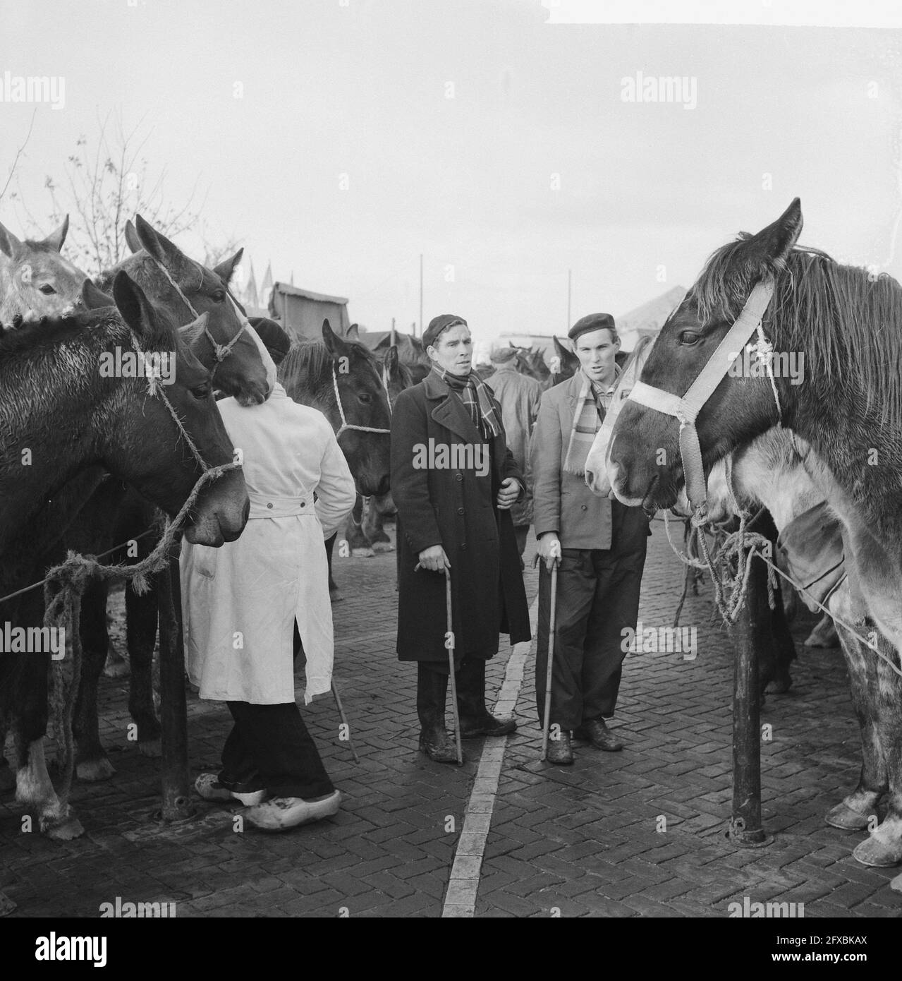 Annual horse market in Hedel, November 7, 1960, horse markets, The Netherlands, 20th century press agency photo, news to remember, documentary, historic photography 1945-1990, visual stories, human history of the Twentieth Century, capturing moments in time Stock Photo