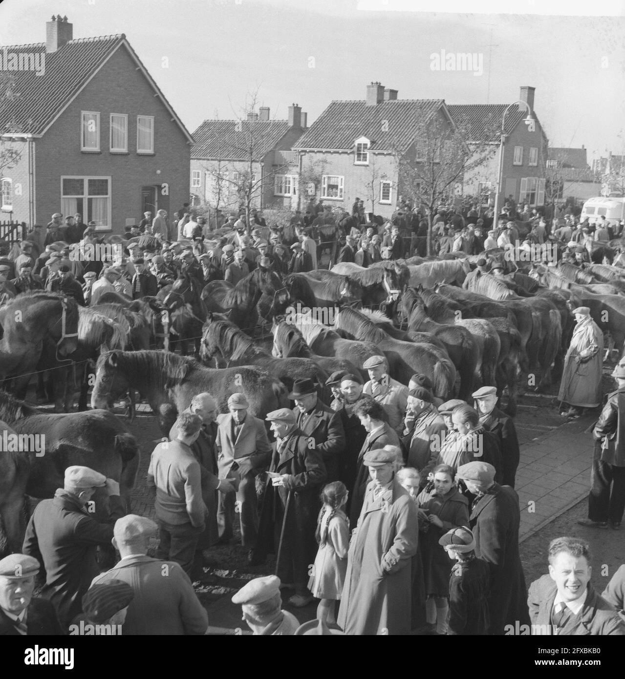 Annual horse market at Hedel, overview of the market, 7 November 1960, markets, overviews, horse markets, The Netherlands, 20th century press agency photo, news to remember, documentary, historic photography 1945-1990, visual stories, human history of the Twentieth Century, capturing moments in time Stock Photo