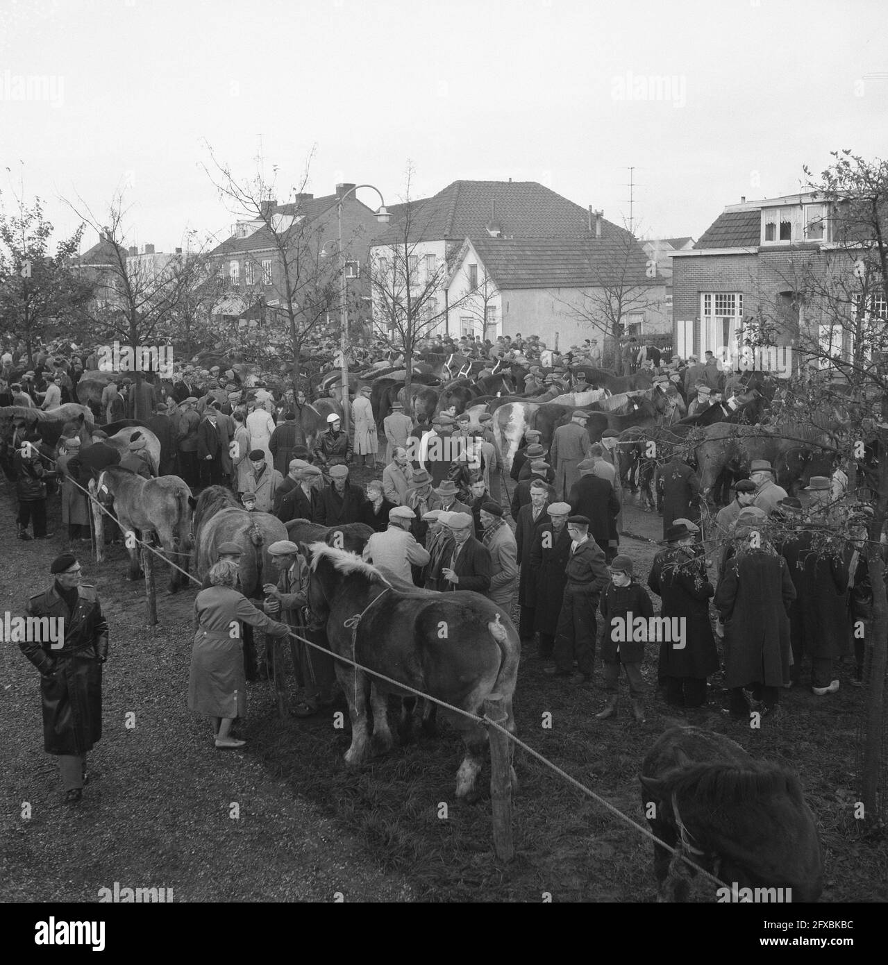 Annual horse market at Hedel, 7 November 1960, horse markets, The Netherlands, 20th century press agency photo, news to remember, documentary, historic photography 1945-1990, visual stories, human history of the Twentieth Century, capturing moments in time Stock Photo