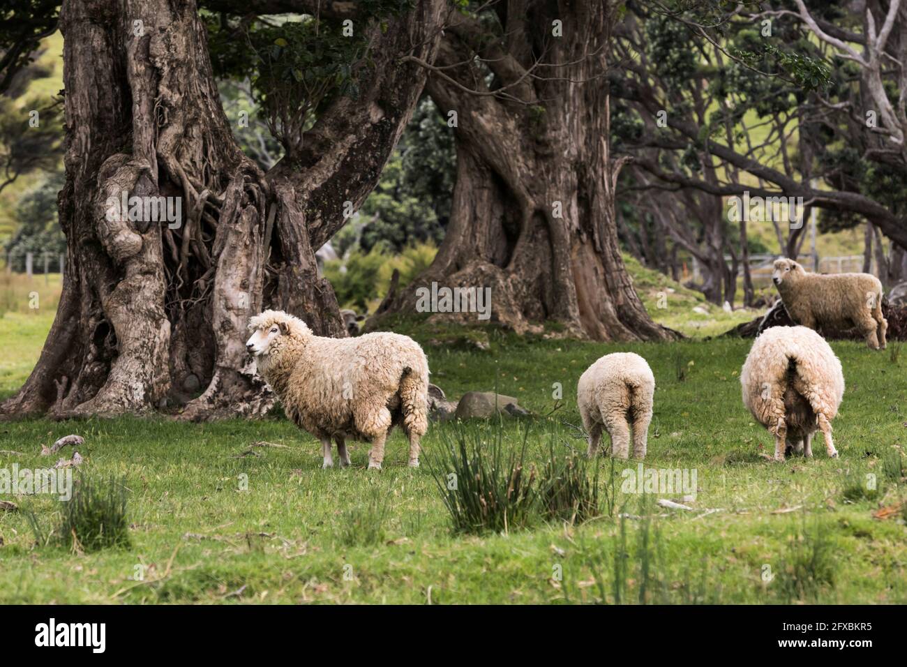 Sheep grazing inÂ CoromandelÂ Forest Park Stock Photo