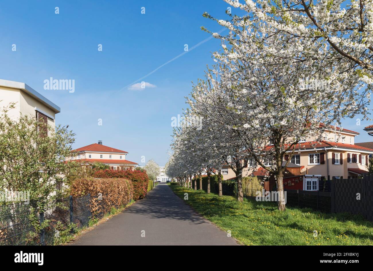 Germany, North Rhine Westphalia, Cologne, Cherry blossoms in exclusive residential area Stock Photo