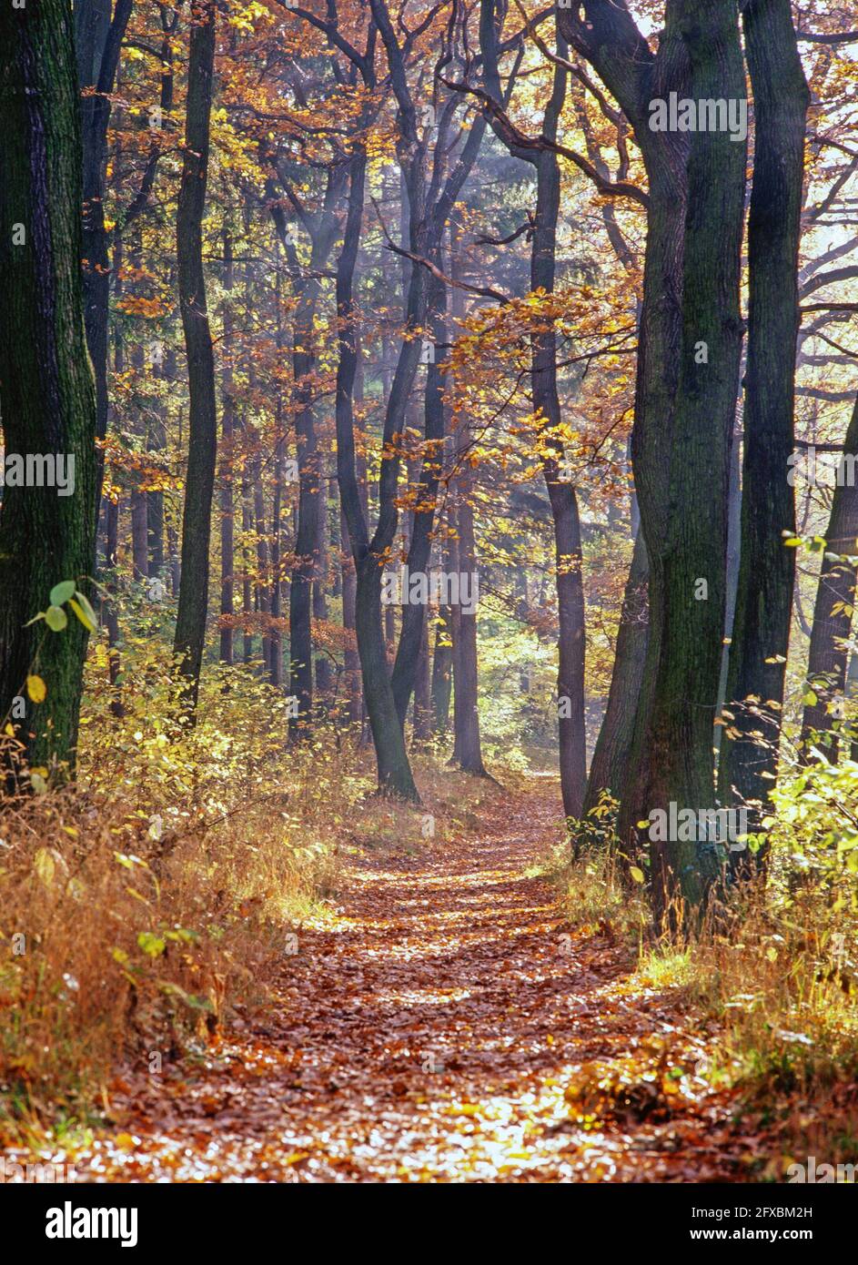 Autumn in the forest Stock Photo - Alamy