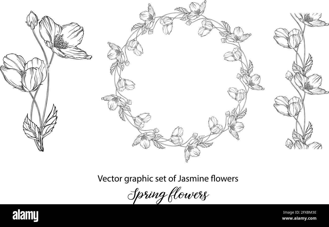 A set of graphic flower compositions with Jasmine flowers. Jasmine